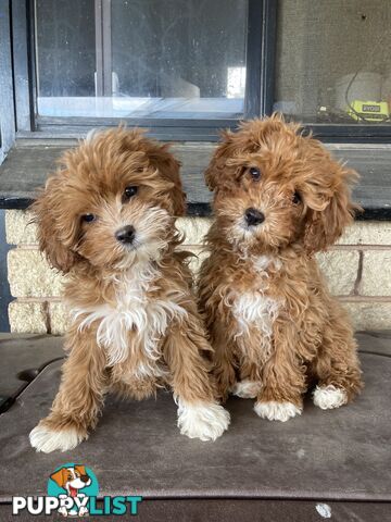 Cavoodle Pups