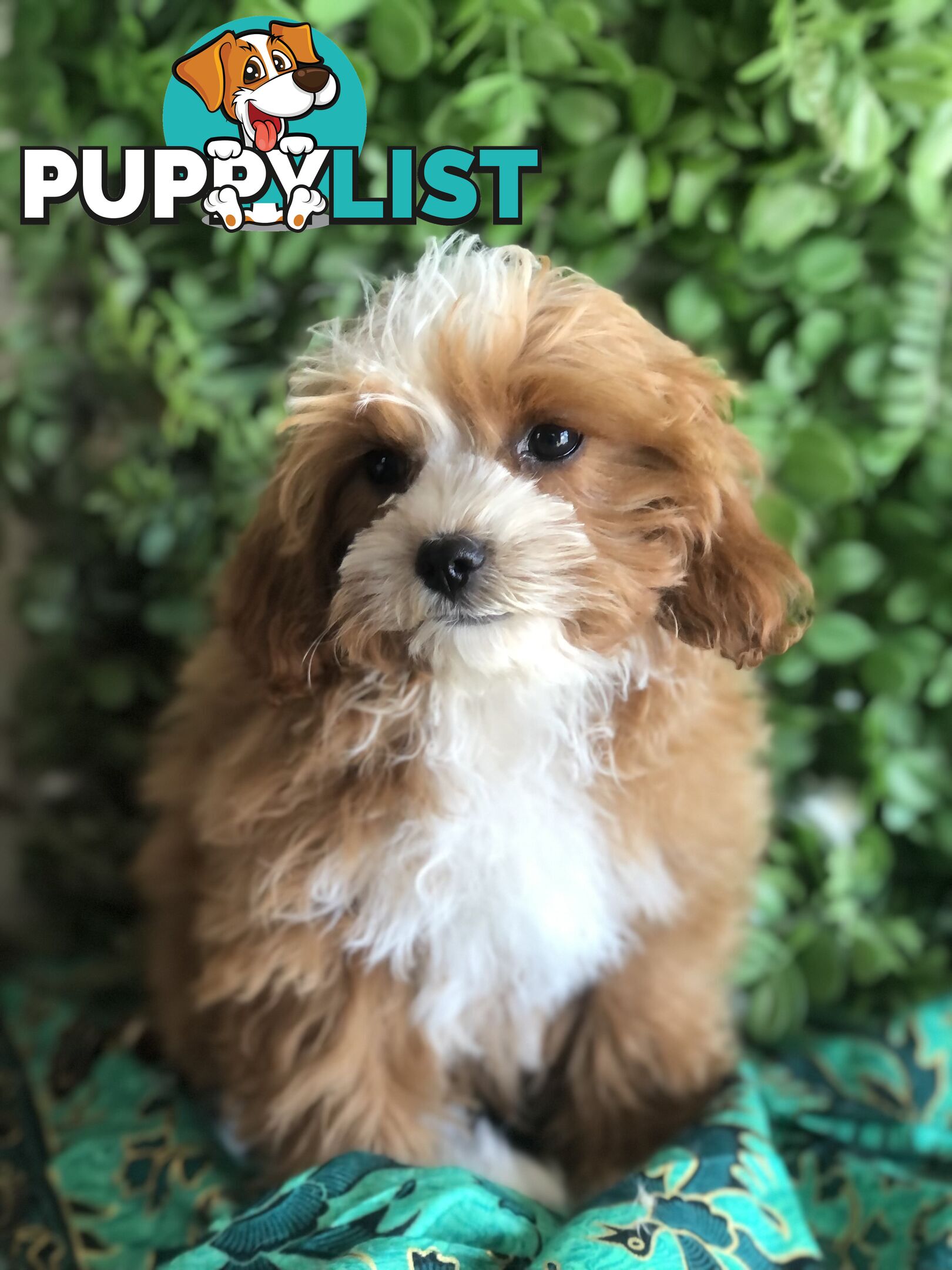 Cavoodle Pups