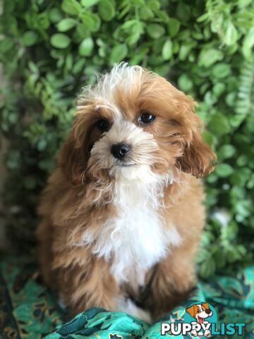 Cavoodle Pups