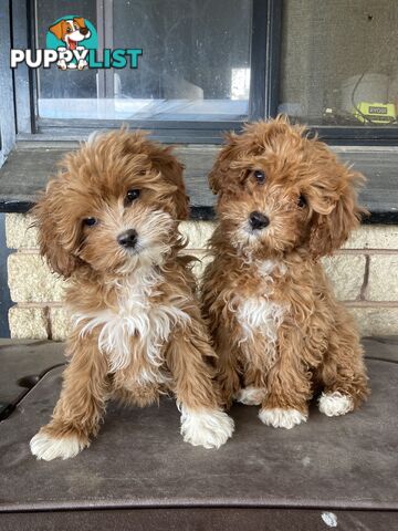 Cavoodles