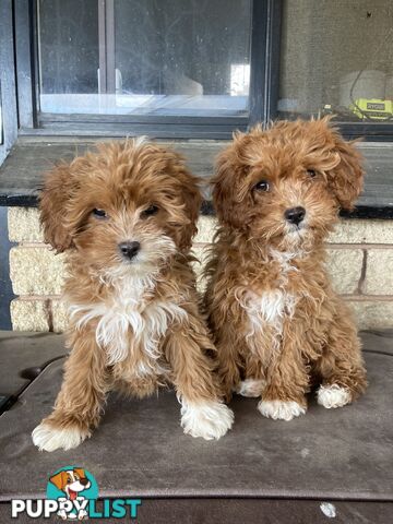 Cavoodles