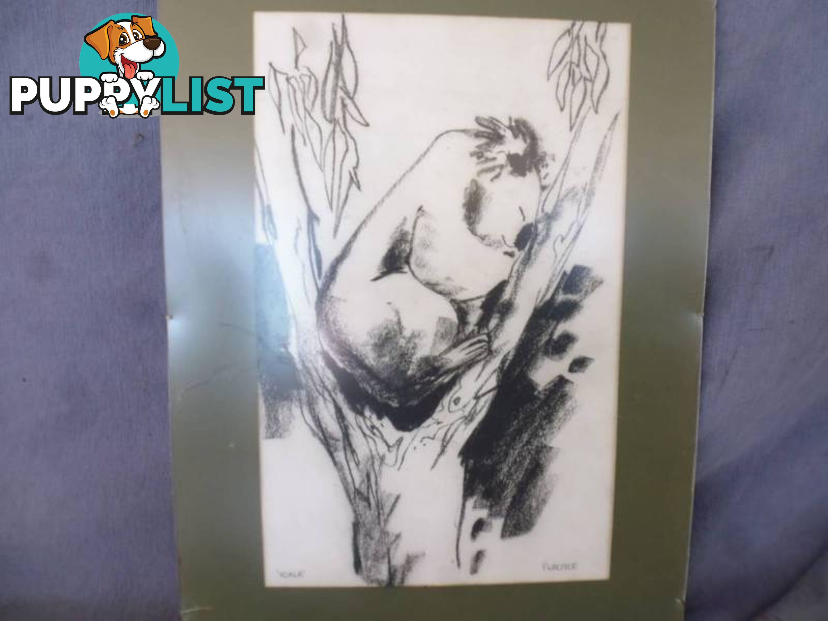 Walpole Original Koala Charcoal Sketch, 369762