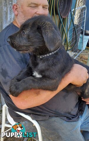 Purebred Irish wolfhound puppies