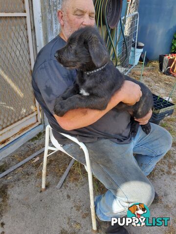 Purebred Irish wolfhound puppies