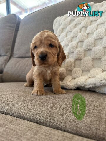 Cocker Spaniel Puppies