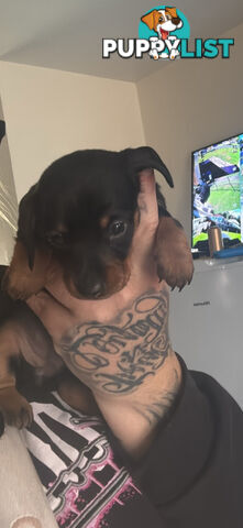Beautiful miniature dachshund girl