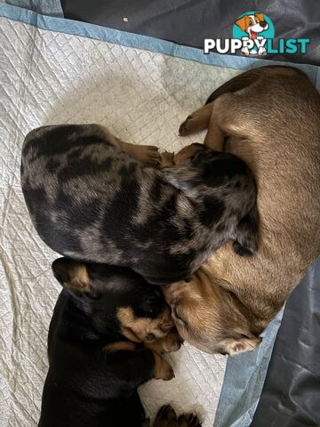 Beautiful miniature dachshund girl