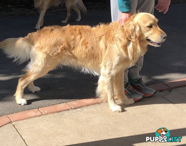 Purebred Golden Retriever Stud Service