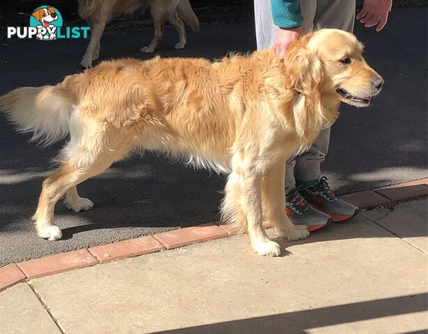 Purebred Golden Retriever Stud Service