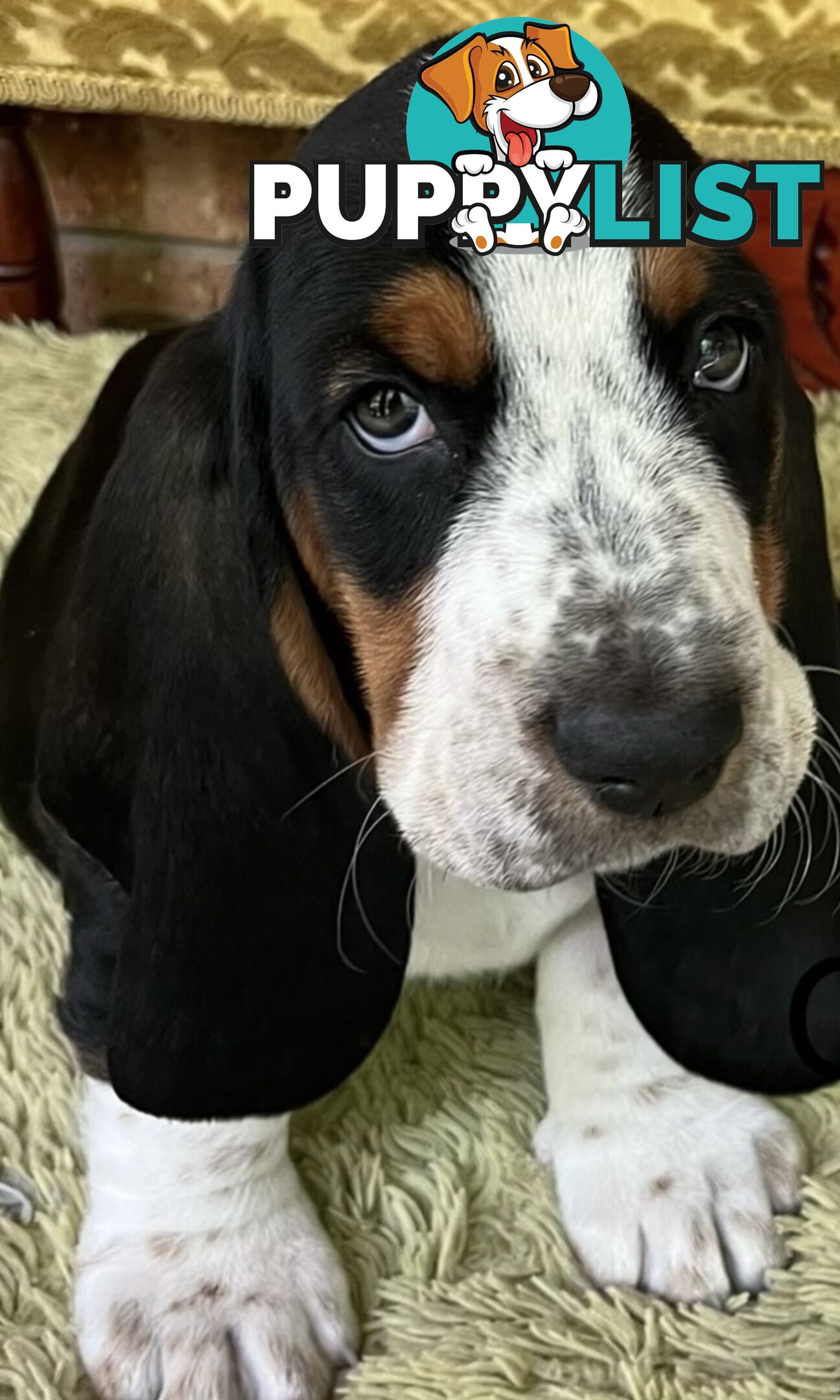 Basset Hound Puppies