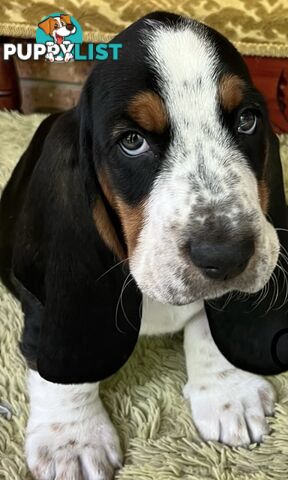 Basset Hound Puppies