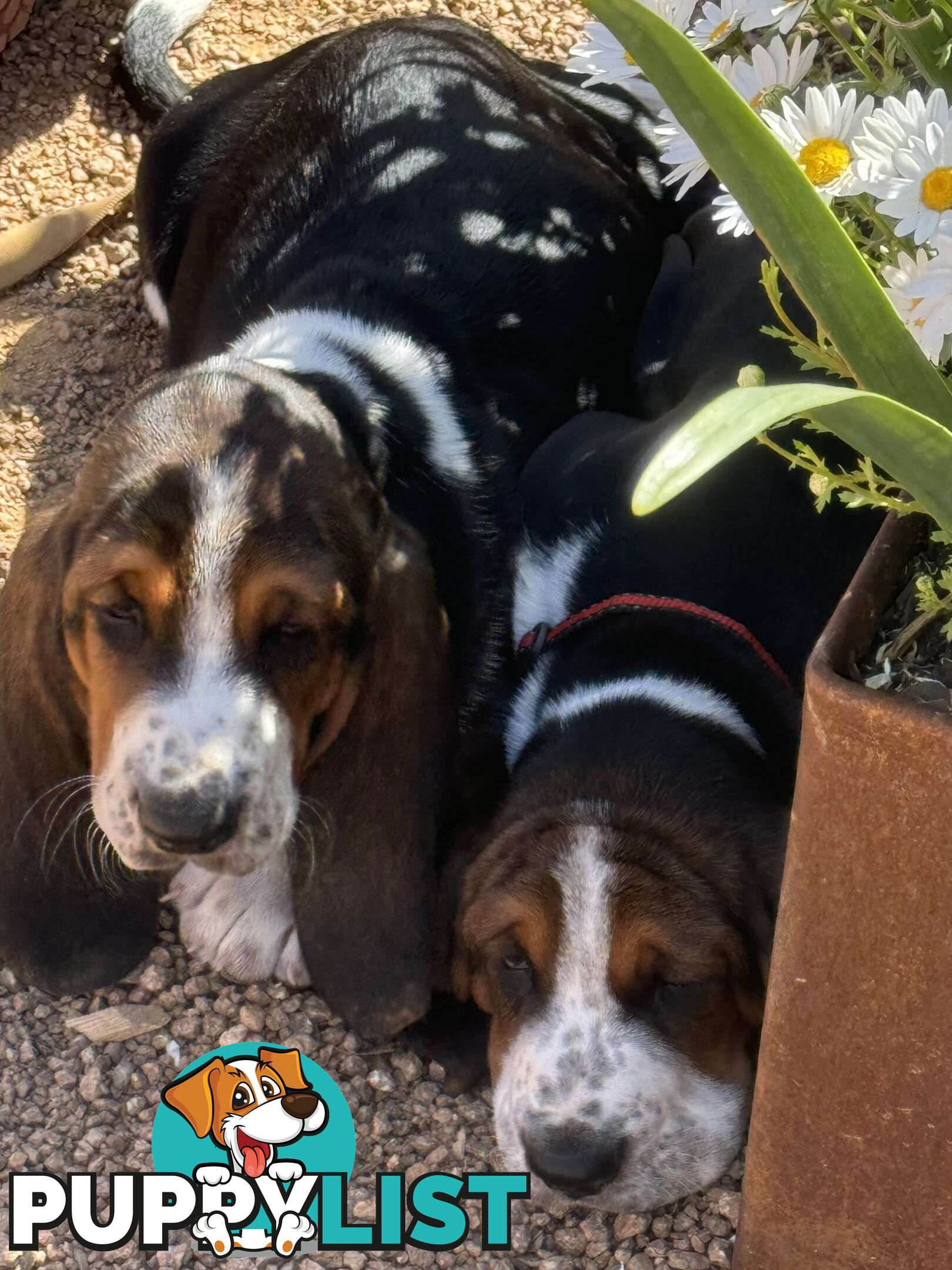 Basset Hound Puppies