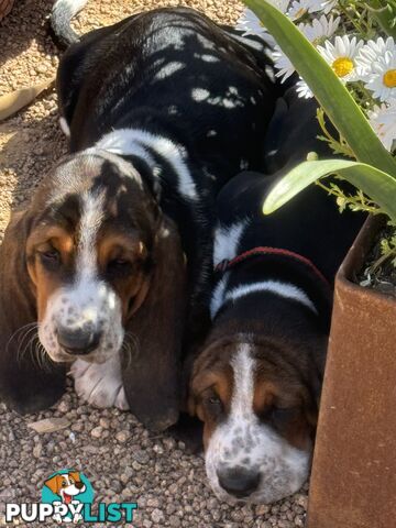 Basset Hound Puppies