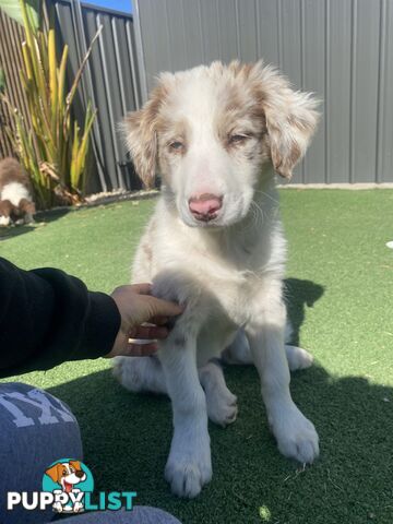 Pedigree Border Collie puppies