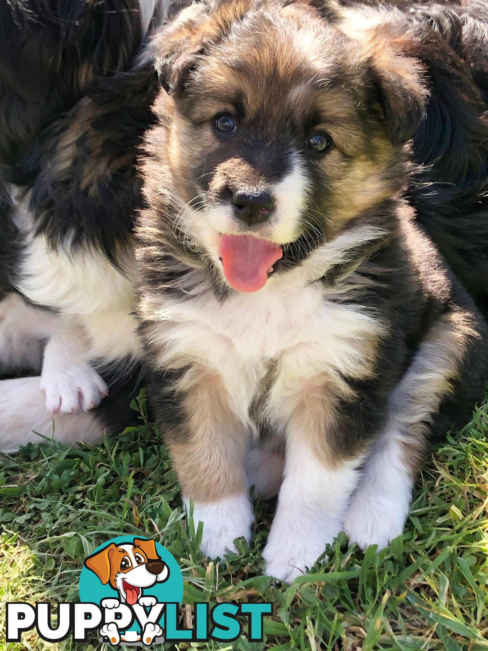 Adorable Border Collie Puppies House-Trained Purebred Pups DNA Tested