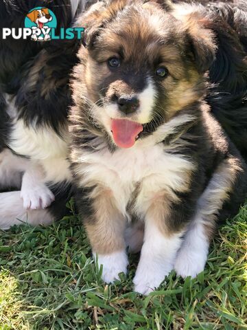 Adorable Border Collie Puppies House-Trained Purebred Pups DNA Tested