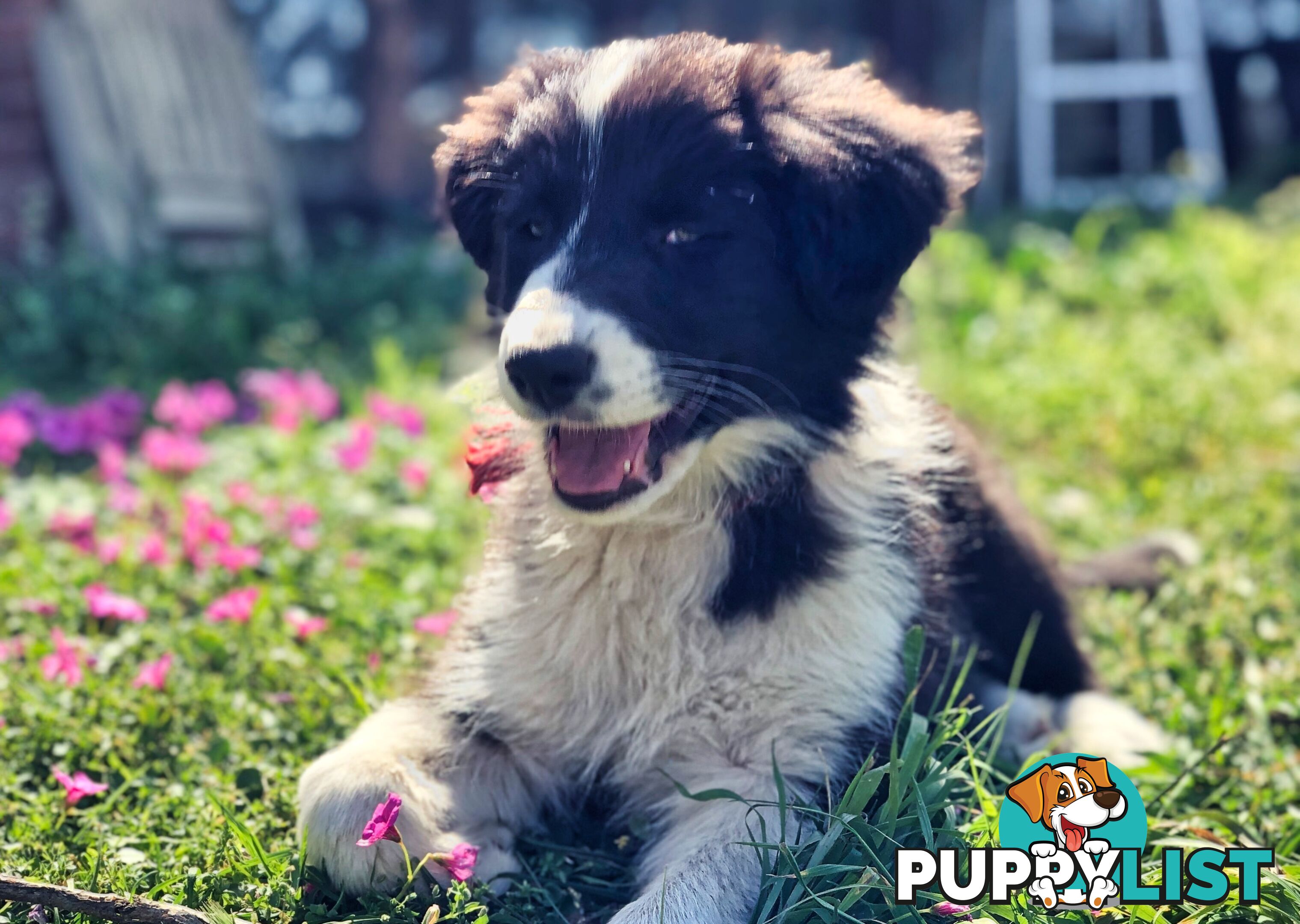 Adorable Border Collie Puppies House-Trained Purebred Pups DNA Tested