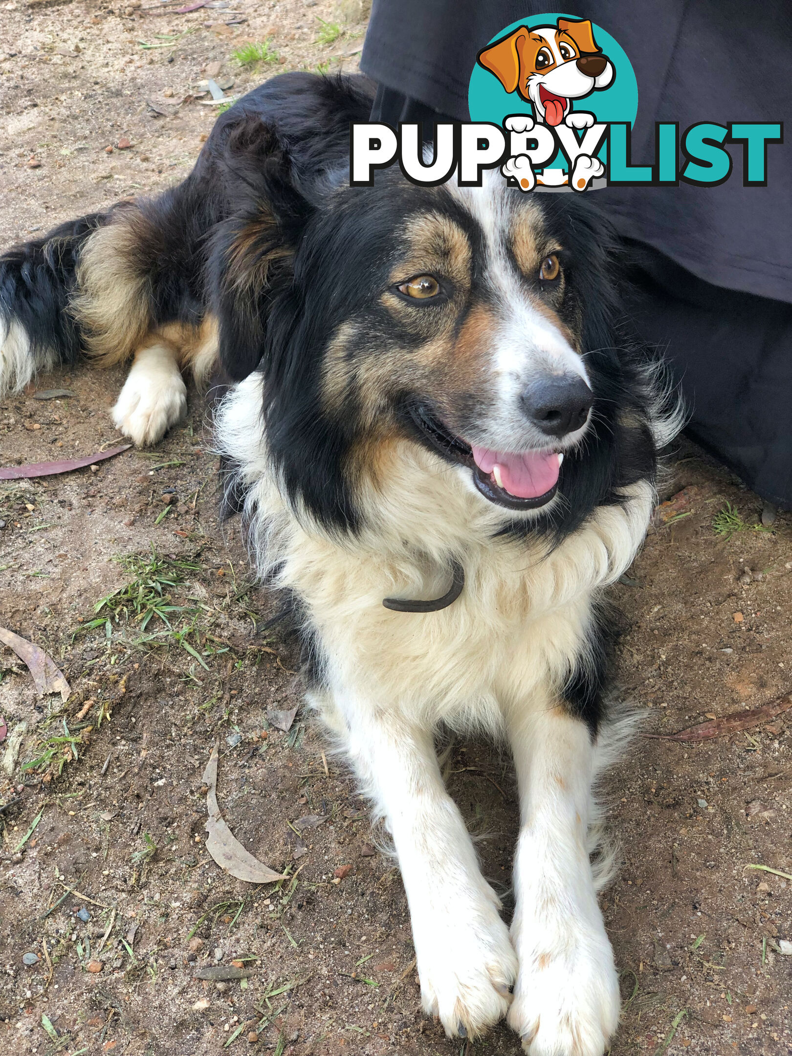 Adorable Border Collie Puppies House-Trained Purebred Pups DNA Tested