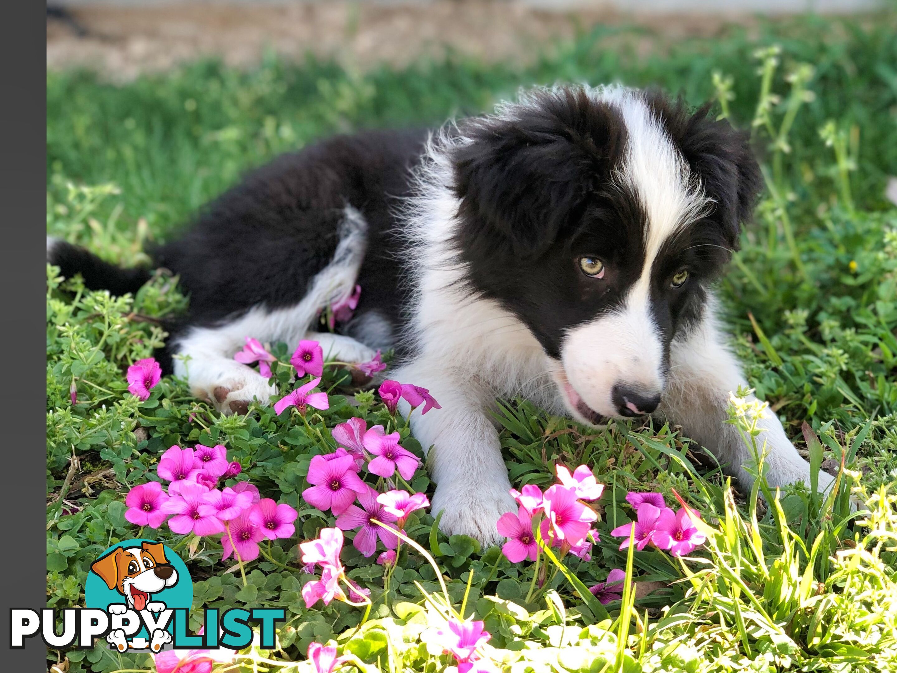 Adorable Border Collie Puppies House-Trained Purebred Pups DNA Tested