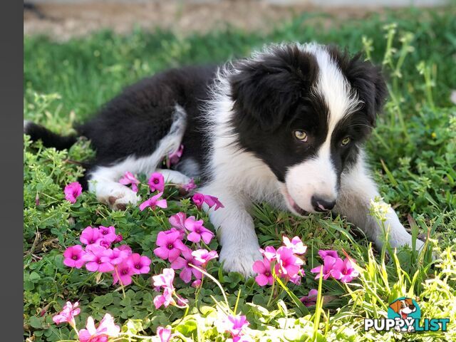 Adorable Border Collie Puppies House-Trained Purebred Pups DNA Tested