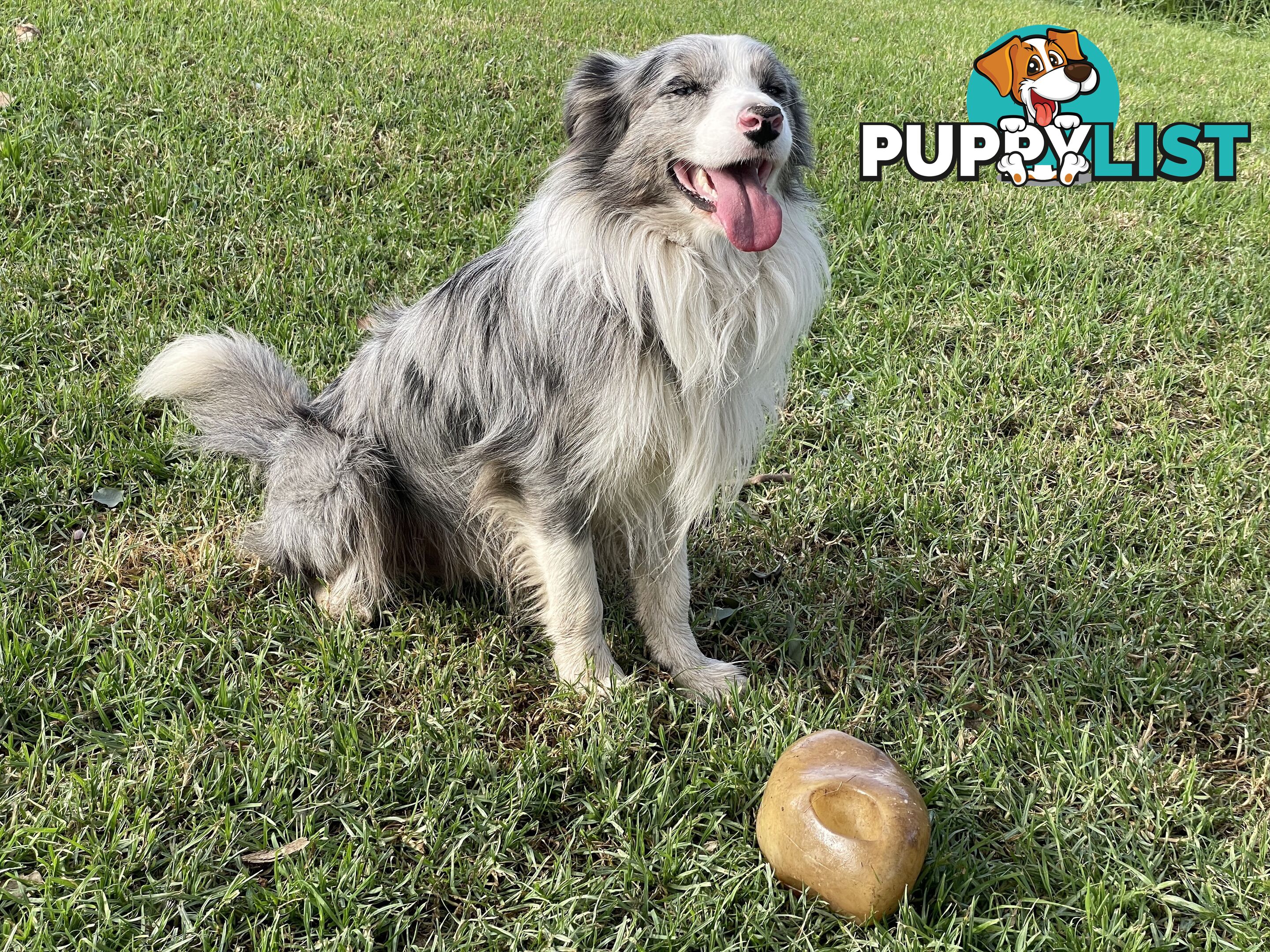 Adorable Border Collie Puppies House-Trained Purebred Pups DNA Tested