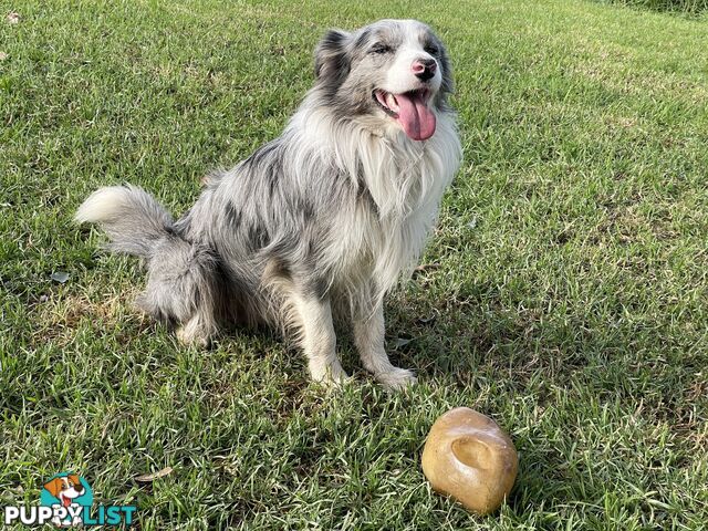 Adorable Border Collie Puppies House-Trained Purebred Pups DNA Tested