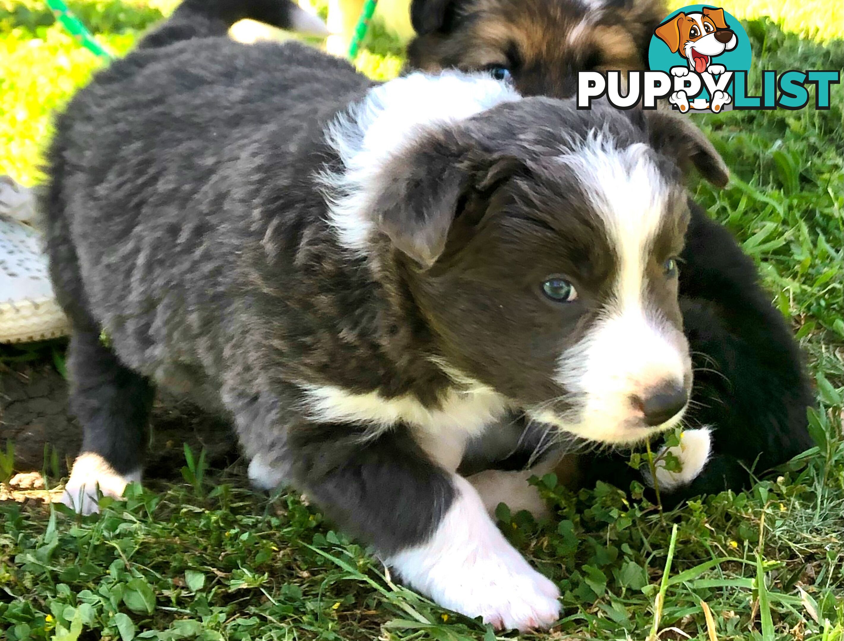 Adorable Border Collie Puppies House-Trained Purebred Pups DNA Tested