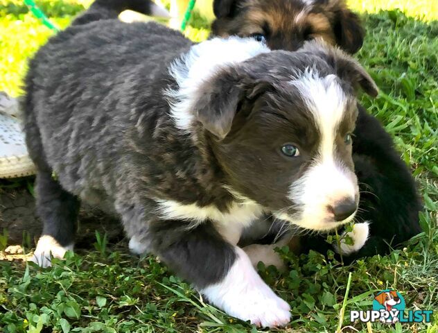 Adorable Border Collie Puppies House-Trained Purebred Pups DNA Tested