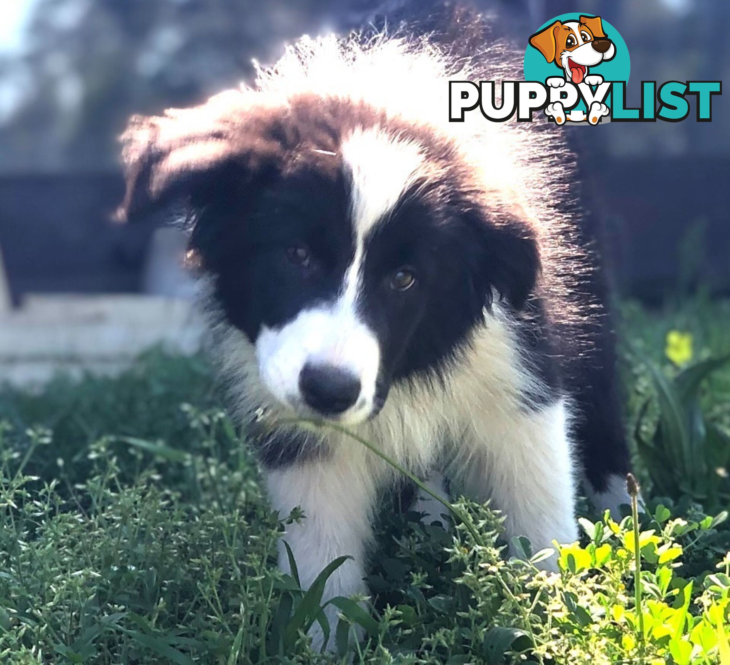 Adorable Border Collie Puppies House-Trained Purebred Pups DNA Tested