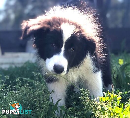 Adorable Border Collie Puppies House-Trained Purebred Pups DNA Tested