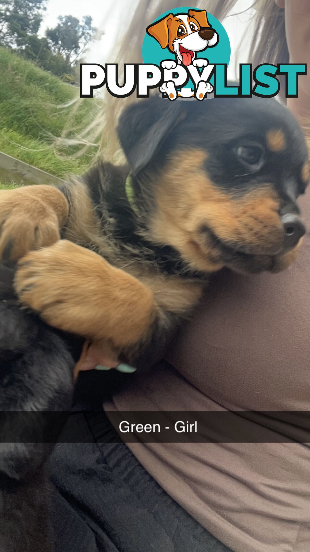 Rottweiler puppies