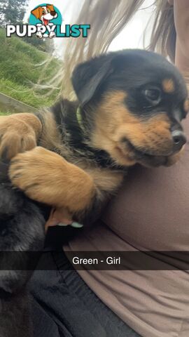 Rottweiler puppies