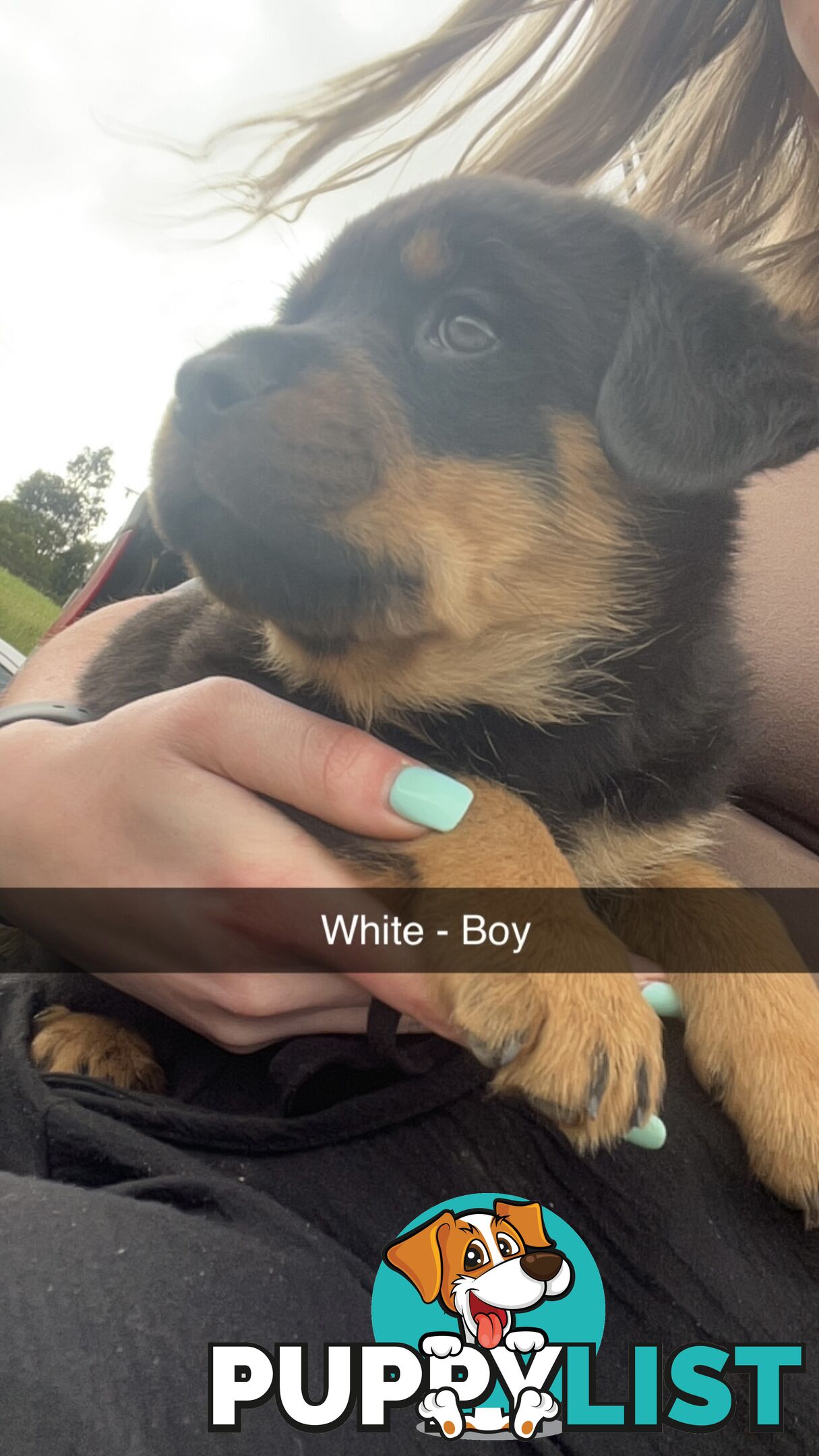 Rottweiler puppies