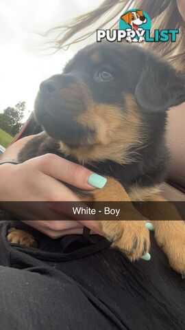 Rottweiler puppies