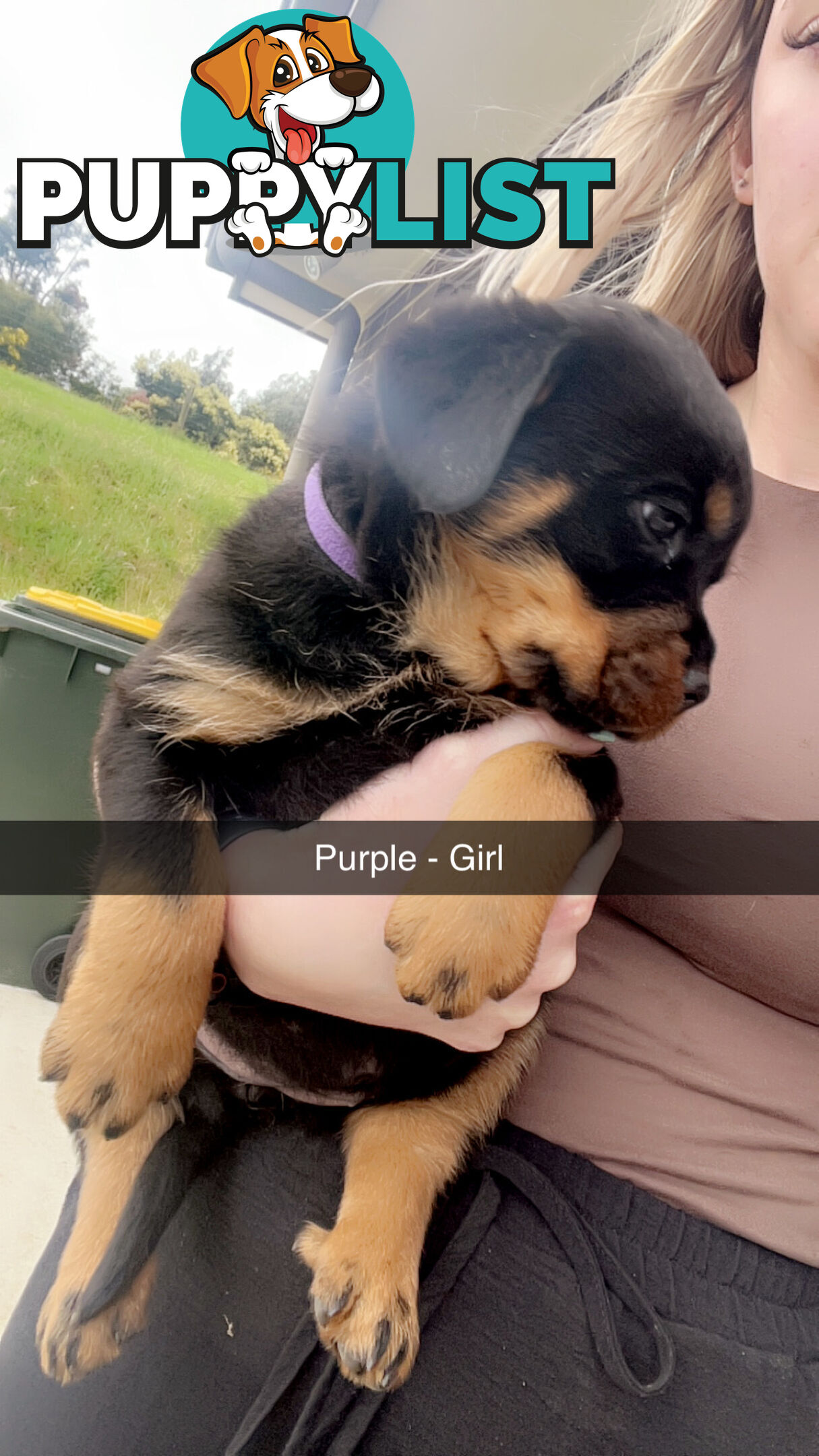 Rottweiler puppies