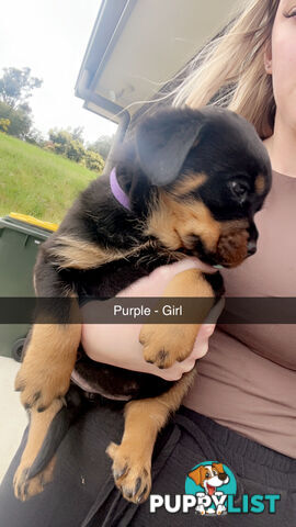 Rottweiler puppies