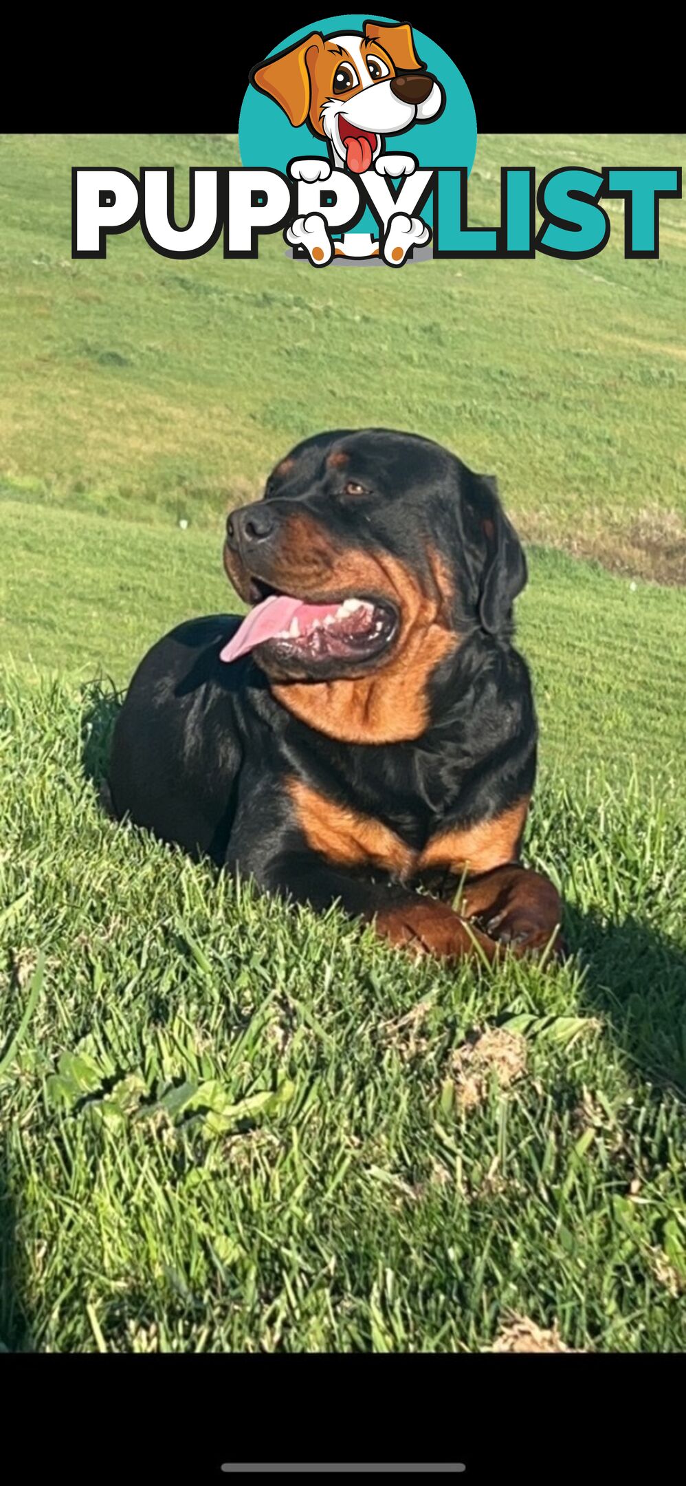 Rottweiler puppies