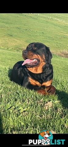 Rottweiler puppies