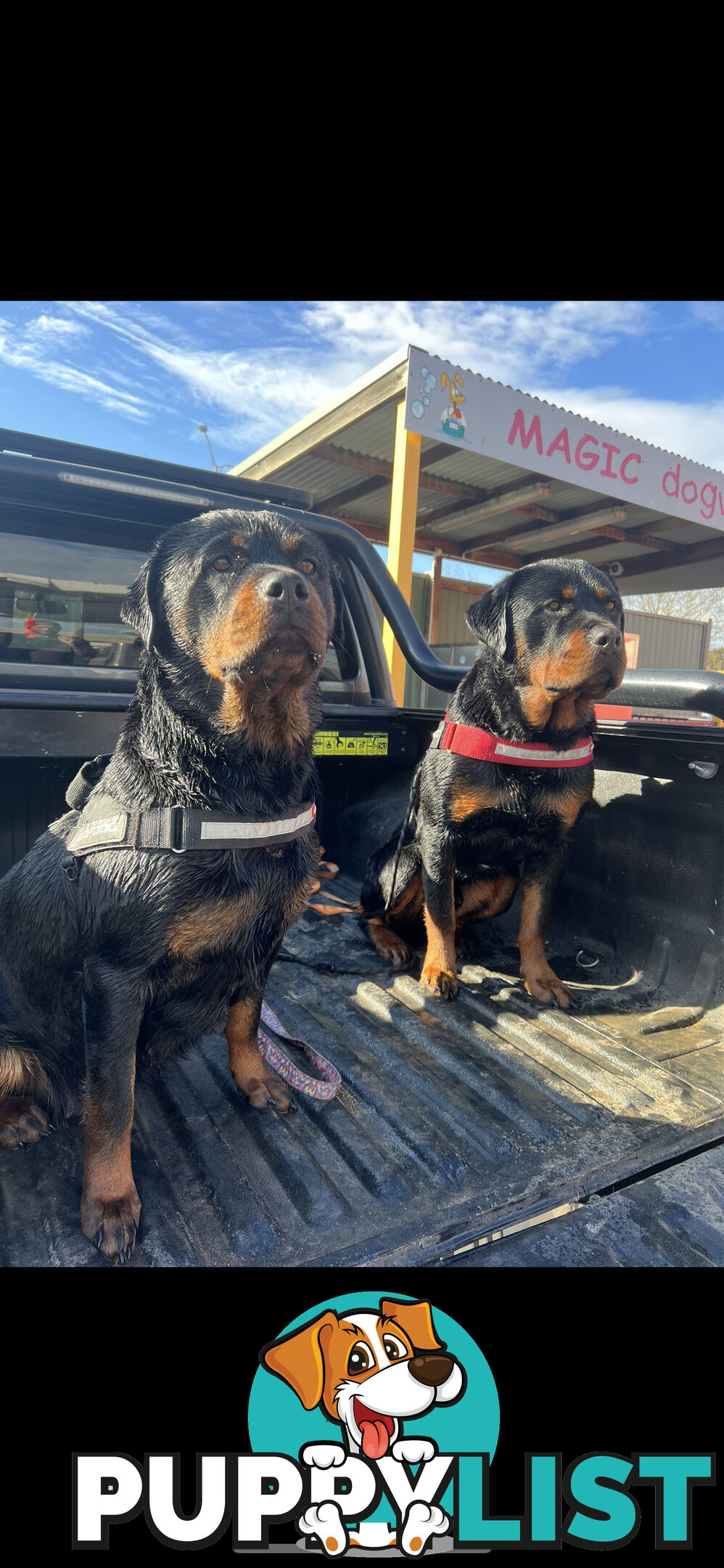 Rottweiler puppies