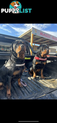 Rottweiler puppies