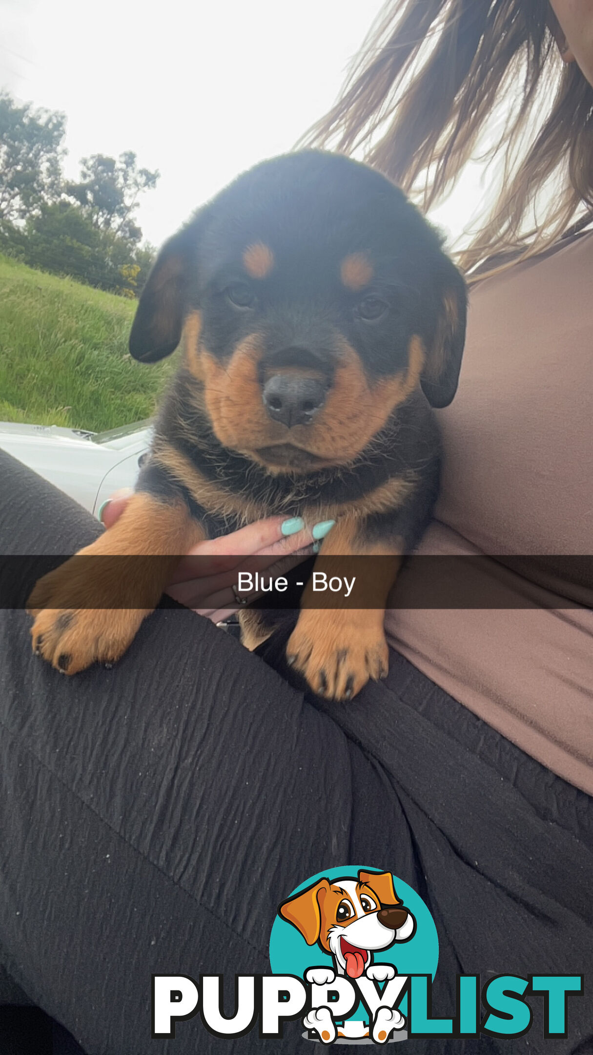 Rottweiler puppies