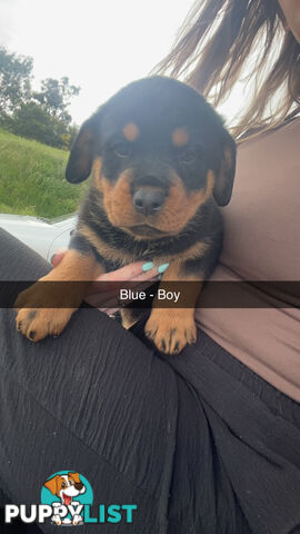 Rottweiler puppies