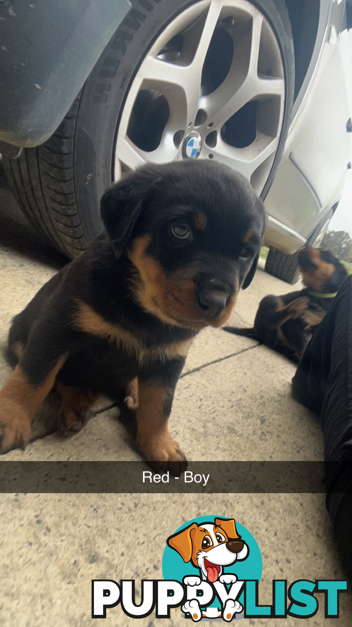 Rottweiler puppies