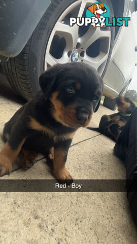 Rottweiler puppies