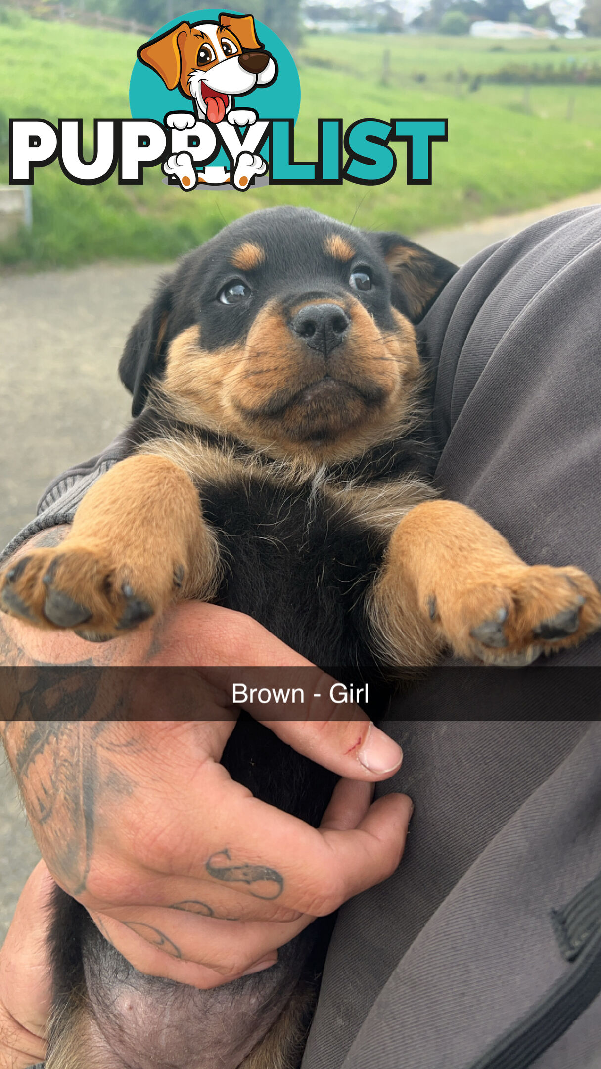 Rottweiler puppies