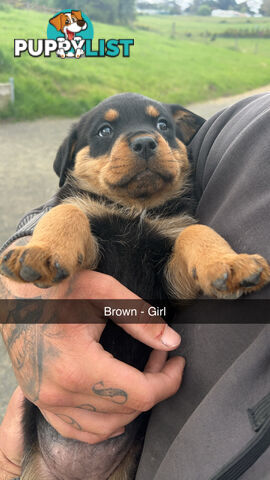 Rottweiler puppies