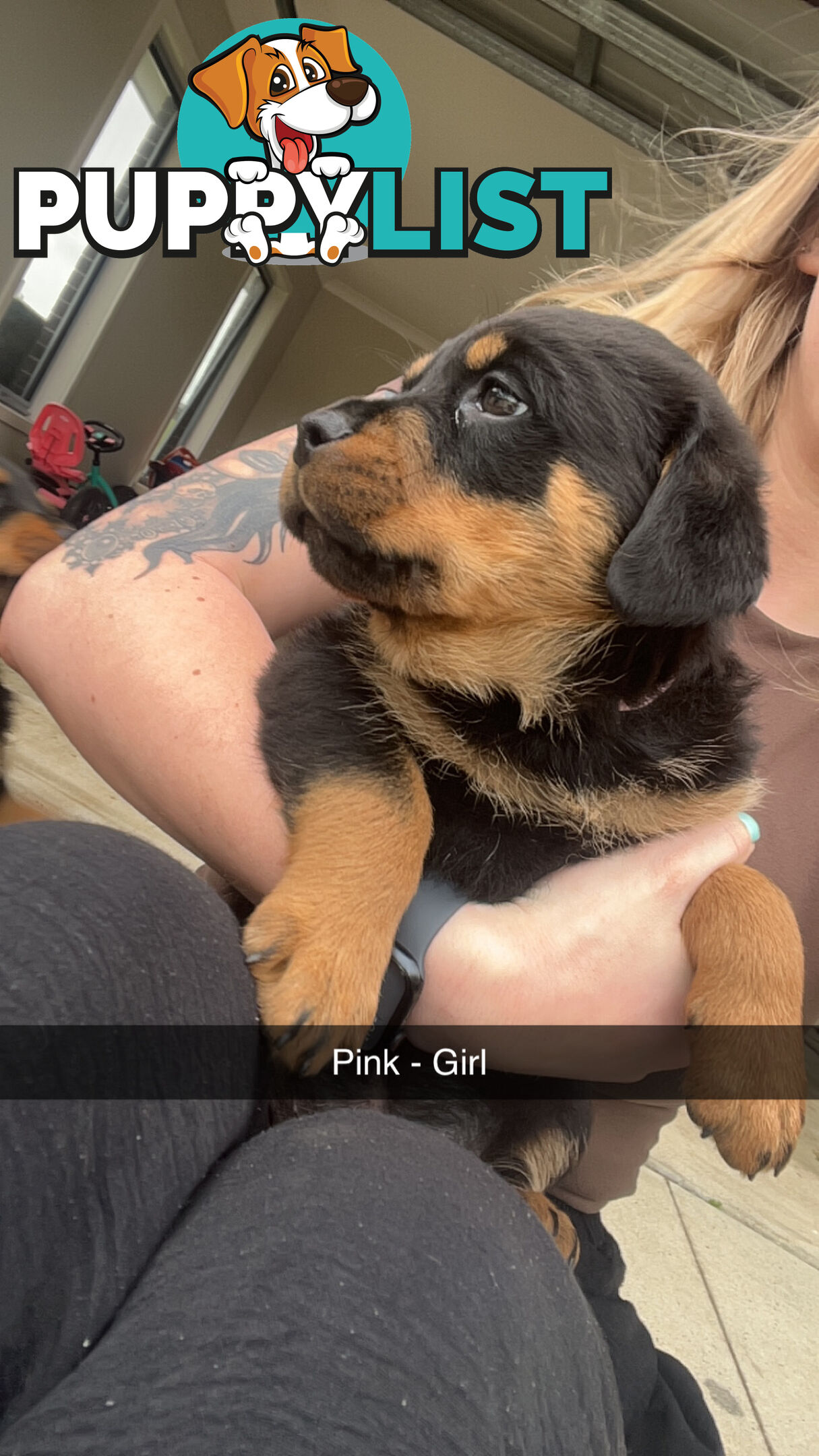 Rottweiler puppies