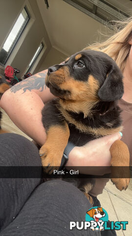 Rottweiler puppies