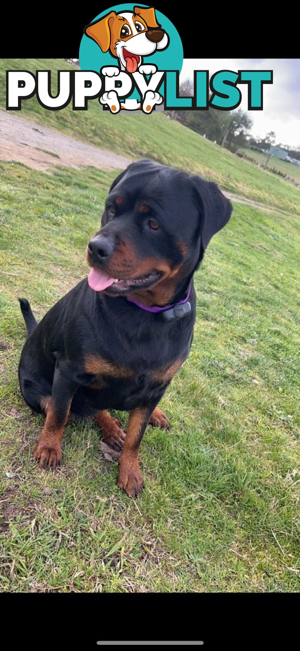 Rottweiler puppies