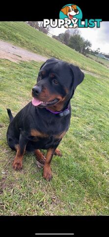 Rottweiler puppies